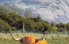 Ben Nevis Manor Lodge & Indoor Private Hot-Tub - Photo 22