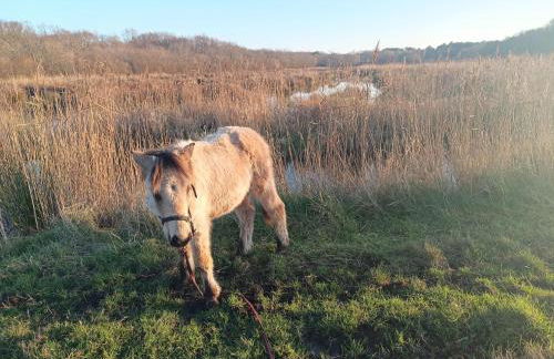 eco nature, gite à la ferme - Foto 29