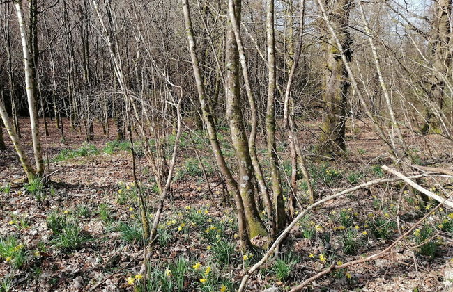 Nice Chalet by the Woods in Saint-leger - Photo 20