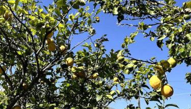 Maison Théia, entre mer et montagne Samonas - Foto 4, Garden
