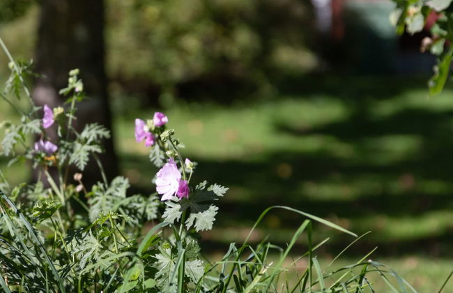 1 bedroom House in Färgelanda with garden - Photo 42