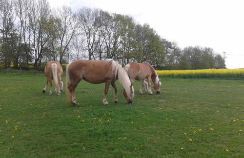 Wohnung in Zarnewanz nahe Ostsee - Foto 17