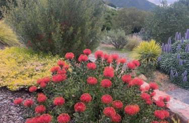 Serene Retreat in the Heart of SLO home - Foto 60