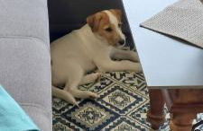 Schnucki Lautenthal - Foto 12