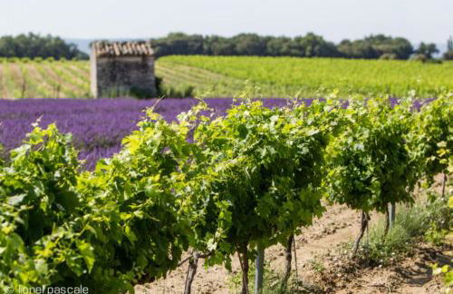La Maison Rose - Foto 30