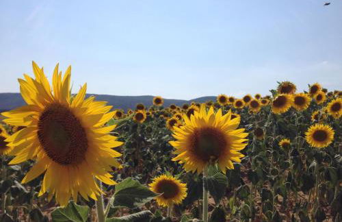 Borgo Rosia Holiday House - Foto 58