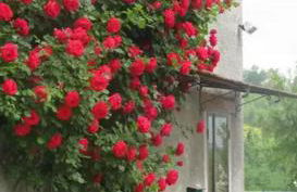 Casa Mazzocchi Vista su Poppi - Foto 23