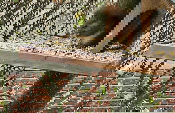 Pleasing Chalet in Stegeren near Forest - Foto 23