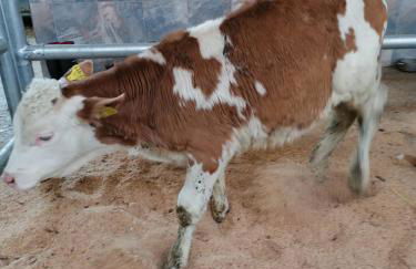 Woferlhof, Ferienhof Boxhorn - Foto 33