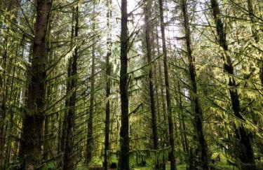 Nordlys Cottage - Foto 65