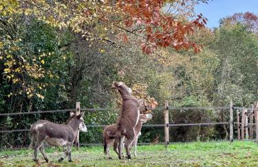 Domaine Epona - Foto 10