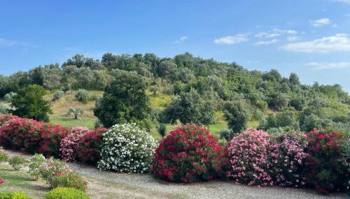 Tenuta Montemassi Podere Montauzzo - Foto 5, Garden view