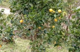 Rancho Maria Flor - Photo 22