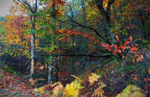 AT Rural NAVALINDA - Foto 33