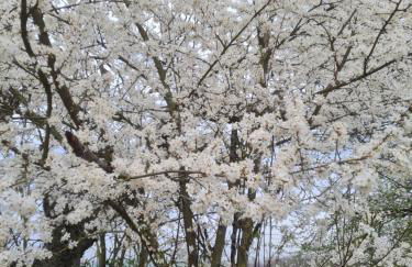 Ferienunterkunft am Schloss - Foto 4