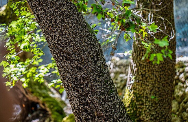 Visita turística privada y personalizada de Rodas - Foto 10