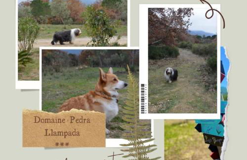 Domaine Pedra Llampada Gîtes Montagne - Photo 22