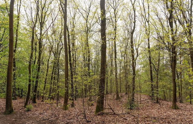 Chalet Kieftveen With hot tub for Four Person - Foto 39