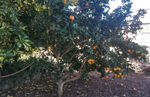 La ROSA VIEJA - Foto 40