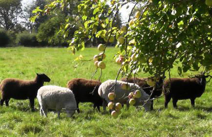 the abberton shepherds hut - Foto 17