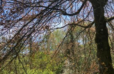 Ferienhaus-stadtkyll-eifel Beim Förster mit zwei Schlafzimmern - Foto 2
