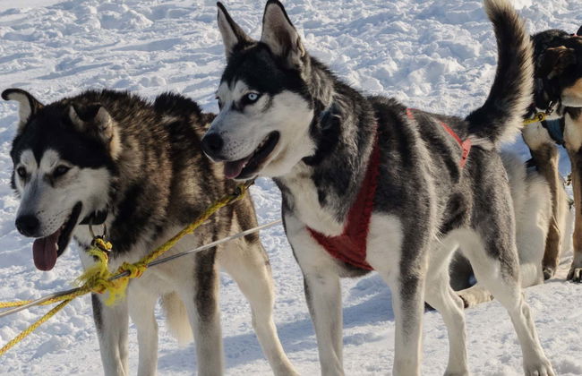 Husky Dog Sled Ride - Photo 1