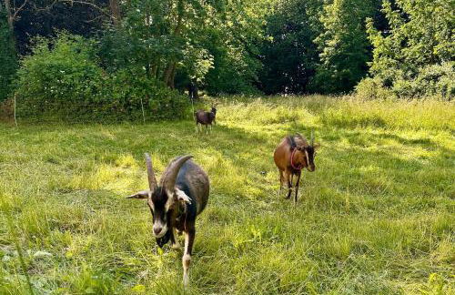 Kutscherhaus am Herrenhaus Bauer - Foto 6