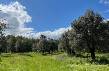 Quinta da Mata de Baixo - Foto 27