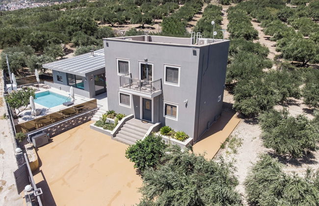 Olive Tree - Foto 38