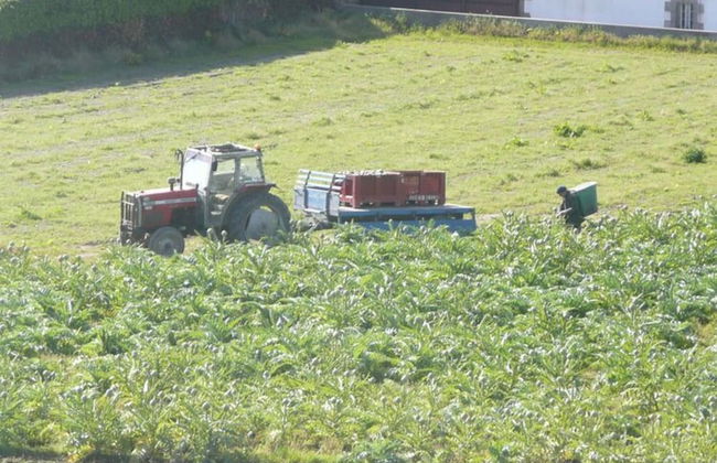 Stone House in Brittany Near Roscoff & Beaches - Foto 31