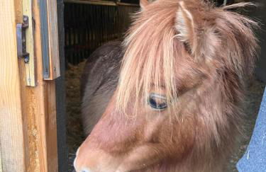 Wohnen im ehemaligen Kuhstall Stiehler Farm - Foto 38