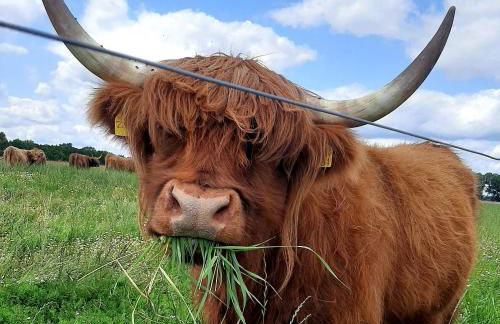 Ferienwohnung Hof Dittmer - Foto 2