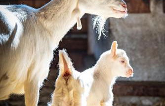 Ferienwohnung Kapellenhof - Foto 15