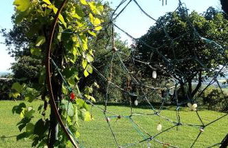 la cana dolce - Foto 14