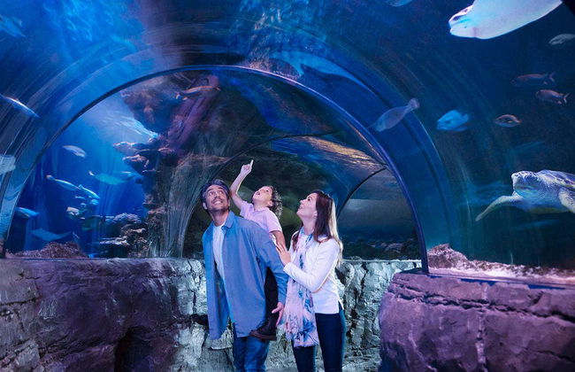 Entrada al Sea Life London - Foto 8