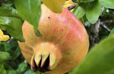 Casa do Papillon - Foto 18