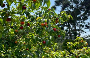 Recanto da Paz - Vale da Prata - Foto 32