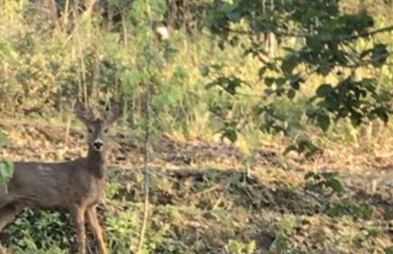 Bus atypique au bord du canal du midi et au cœur d'une forêt 2 chambres - Foto 29