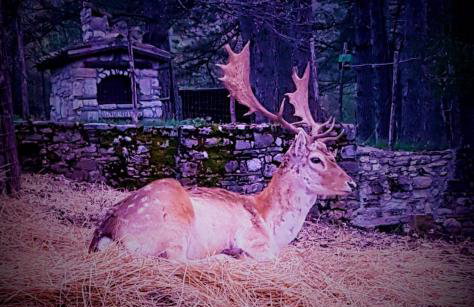 Chalet Vacanze Il Daino - Foto 17