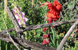 Ter'lenn - Photo 14