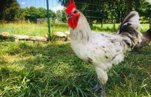 Gîte indépendant avec étang - 3 chambres, animaux admis - FR-1-583-382 - Foto 31