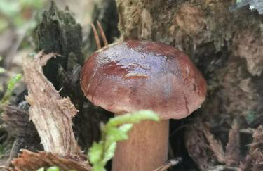 Drewniany domek nad Miedwiem - Foto 44