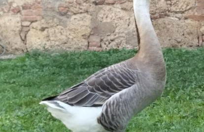 L'oca Nera - Foto 43