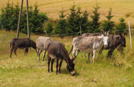 Toskania Kociewska - Photo 3