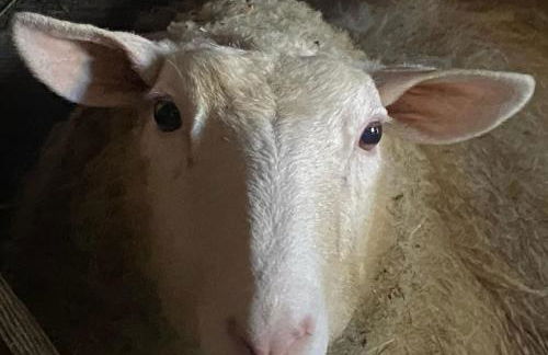 Waitzdorfer Landhaus Pieper - Foto 8