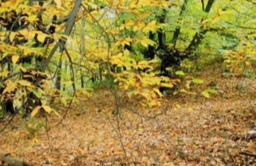 Casa las tres Conchas (2) - Foto 9