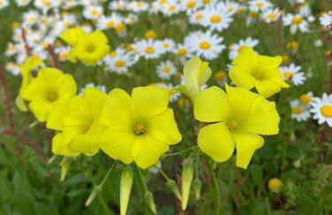 Casa do Avô Ezequiel - Foto 18