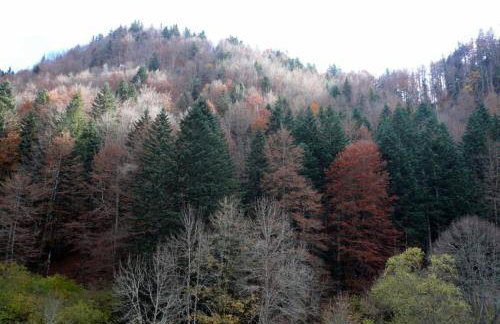 Alojamientos Rurales Apezarena - Foto 34