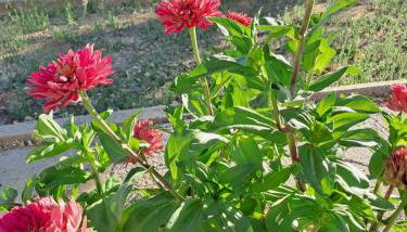 Casa Lombardo - Foto 4, Garden