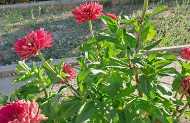 Casa Lombardo - Foto 4